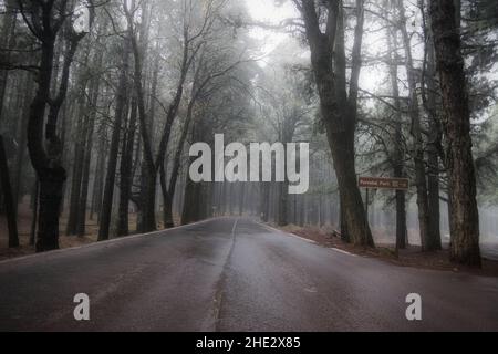 Anaga Rural Park Tenerife, foresta di alloro nella nebbia nel mese di dicembre Foto Stock