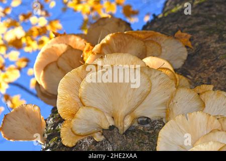 Funghi su tronco d'albero, Canada Foto Stock