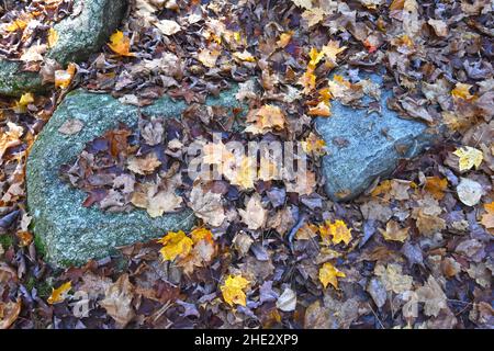 Foglie in autunno colori copre una roccia. Foto Stock