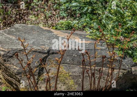 Felci di cannella che salgono e si districano lungo un masso in un giardino in una luminosa giornata di sole in primavera Foto Stock