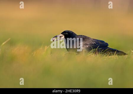 Un rook (Corvus frugilegus) foraging in erba fotografato da un angolo basso. Foto Stock