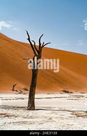 Albero morto contro le torreggianti dune di sabbia a Deadvlei nel deserto del Namib, Namibia, Africa. Foto Stock