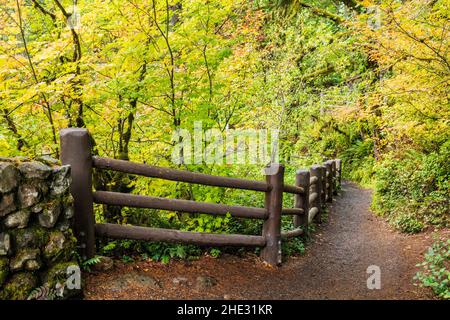 Colori autunnali lungo Trail of Ten Falls; Silver Falls state Park; Oregon; USA Foto Stock