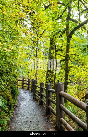 Colori autunnali lungo Trail of Ten Falls; Silver Falls state Park; Oregon; USA Foto Stock