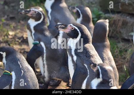 I pinguini magellanici stanno prendendo un bagno di sole Foto Stock