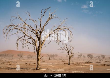 Alberi morti di acacia vicino a Sossusvlei nel deserto del Namib, Namibia, Africa. Foto Stock