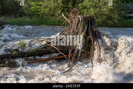 Il sole splende sulle acque sporche che fluiscono rapidamente nel fiume, prendendo alcuni piccoli alberi con radici Foto Stock