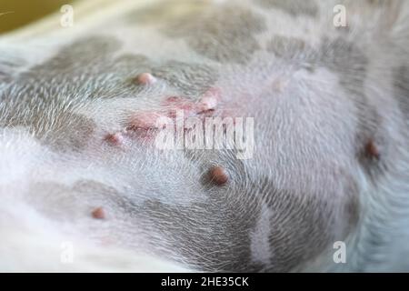 Dettaglio su femmina Jack Russell terrier cane pancia, cicatrice dopo l'operazione di spay visibile Foto Stock