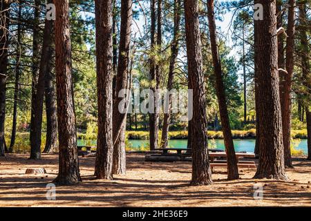 Pineta; fiume Deschutes; Near Bend; Oregon; USA Foto Stock