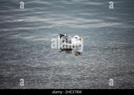 gabbiano, uccello, ornitologia, rovigno istria, superficie, uccello in acqua, gabbiano in mare, bianco, grigio, piume, becco giallo, mare selvatico, animale, roccioso, Foto Stock