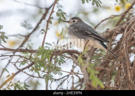 Il wagtail bianco (Motacilla alba) un uccello migratorio comune attraverso gran parte dell'Eurasia, questo individuo è stato visto nel sud dell'Egitto vicino al confine con il Sudan. Foto Stock