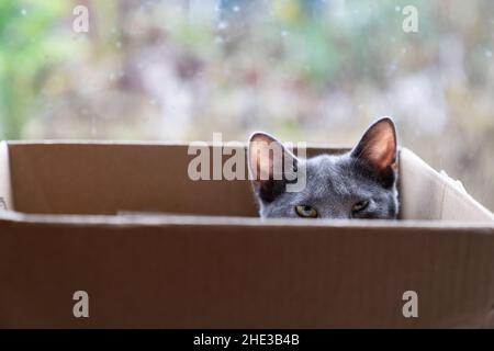 Un gatto grigio in una scatola di cartone che si affaccia sul bordo Foto Stock