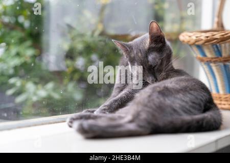 Primo piano carino grigio divertente e tartaruga russo blu gatto lavarsi la schiena di fronte alla finestra Foto Stock