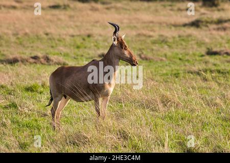 Hartebeest, Alcelaphus buselaphus, nella Riserva Nazionale Maasai Mara in Kenya. Foto Stock