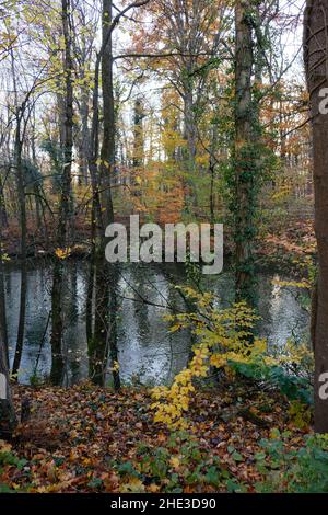 L'autunno lascia nella foresta al fiume Foto Stock