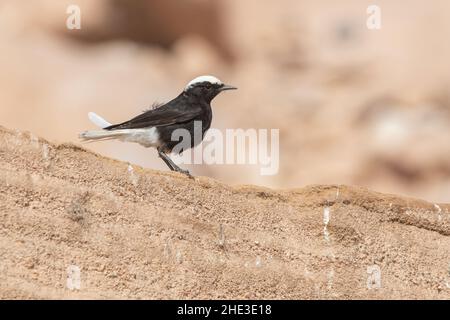 Il siero di latte nero con corona bianca (Oenanthe leucopyga) è un flycatcher del deserto che si trova nel Medio Oriente e nell'Africa settentrionale - questo è dall'Egitto. Foto Stock