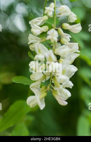 fiori di acacia fiore spazzola di acacia sulle piante dell'albero Foto Stock