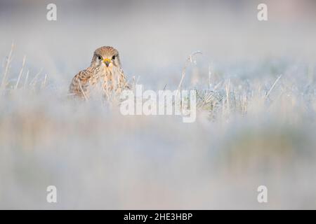 Un gheppio comune (Falco tinnunculus) visto da un angolo basso che riposa in un prato ghiacciato. Foto Stock