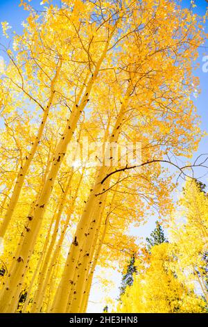 Guardando su Aspen dorato in autunno lungo Forest Service Road 611 nella Foresta Nazionale Nord Kaibab, Arizona vicino al bordo Nord del Grand Canyon. Foto Stock