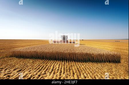 Combina raccolti di grano su un campo in giorno d'estate soleggiato. Foto Stock