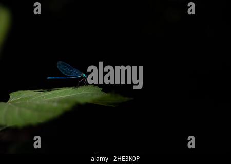 Una bella libellula demoiselle maschile (Calopteryx Virgo) poggia su una foglia in un raggio di sole su un tranquillo ruscello nel Parco Nazionale di Krka, Croazia. Foto Stock