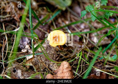 Funghi - Tubaria hiemalis - Winter Twiglet. Whipsnade Tree Cathedral, Chilterns, Bedfordshire, Inghilterra, Regno Unito Foto Stock