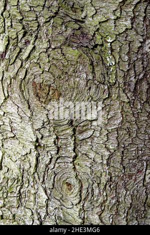 Tronchi texture background nel forrest - Whipsnade Tree Cathedral - Chilterns, Bedfordshire, Inghilterra, Regno Unito Foto Stock