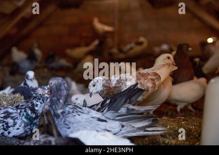 Hobby per l'anima. Allevamento di piccioni di razza pura in cortile privato. Casa calda per uccelli. Dieta carne. Il concetto di vita pastorale rurale di Naturecore. Spazio di copia. Foto Stock