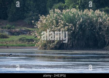 Il bordo del fiume Nilo in Egitto con vegetazione lussureggiante e papiro che crescono lungo il bordo delle acque. Foto Stock