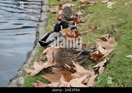 Mallard Ducks tranquillamente seduto vicino al lago in nuvoloso giorno d'inverno a la Habra Foto Stock