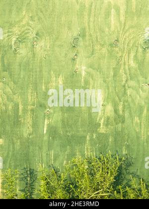 Tinta verde sbiadita su legno compensato Foto Stock