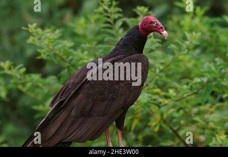 Ritratto di un arroccato tacchino Vulture, Cathartes aura, mostrato nella provincia di Chiriqui di Panama. Foto Stock