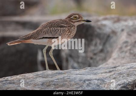 Il riccio di pietra (Burhinus oedicnemus saharae), una sottospecie del Nord Africa. Visto vicino Assuan sul fiume Nilo in Egitto. Foto Stock