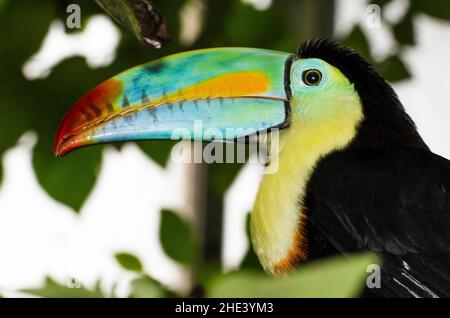 Ritratto di un toucan con fattura Keel (Ramphastos sulfuratus). Foto Stock