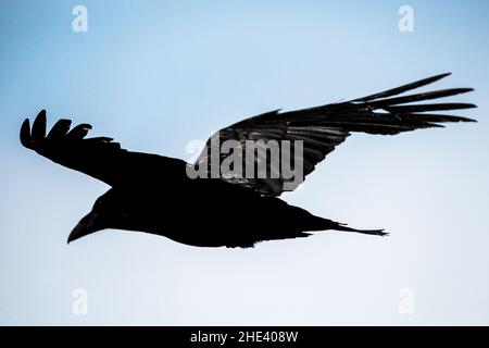 Silhouette di Raven comune (Corvus corax) in volo. Foto Stock