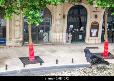 Piccione domestico (Columba livia domestica), cammina intorno alle arene di Nîmes. Foto Stock