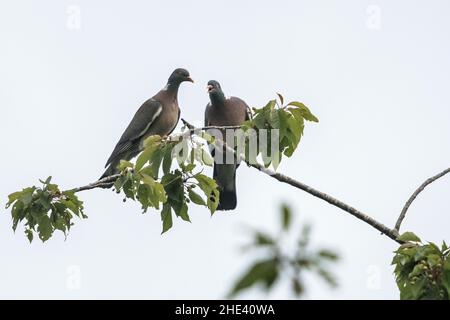Piccione di legno comune (Columba Palumbus), coppia. Foto Stock