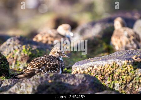 Ruddy Turnstone (Arenaria interpres), tre giovani appena visibili nelle rocce costiere. Foto Stock