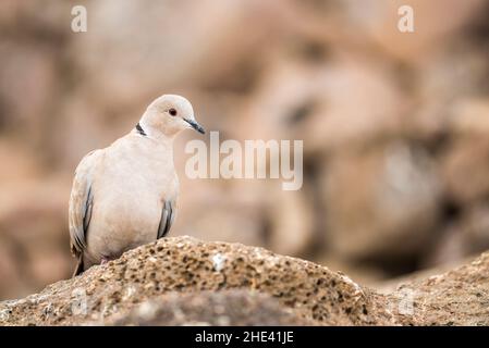 Colava eurasiatica (Streptopelia decaotto) su una roccia. Foto Stock