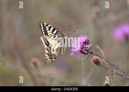 Vecchio mondo Swallowtail Papilio machao foraging sul cardo Foto Stock