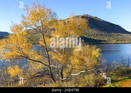 Sycamore Tree Yellow Leafs, Scenic Lake Hodges Bernardo Mountain Landscape San Dieguito River Park Sentiero escursionistico. Soleggiato giorno invernale della California meridionale Foto Stock