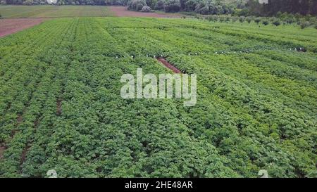 Operai di fattoria che si preparano per coltivare verdure, frutta ed erbe. Birds Eye Vista dei campi vegetali e del Parcel agricolo. Vista aerea. Foto Stock