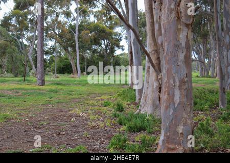 Alberi di eucalipto (gomma blu della Tasmania) in una foresta Foto Stock