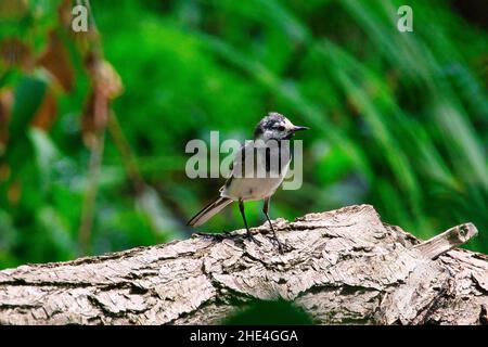 Un fuoco selettivo di wagtail bianco appollaiato su un albero caduto sopra il fiume Foto Stock