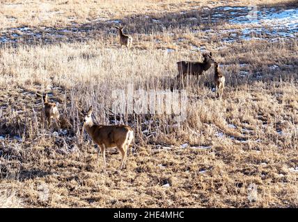 Il gregge di Mule Deer nel campo Foto Stock