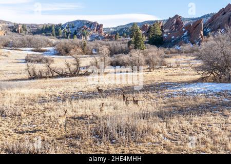 Il gregge di Mule Deer nel campo Foto Stock
