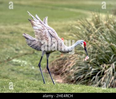 Sandhill Crane giocando con Leaf Foto Stock