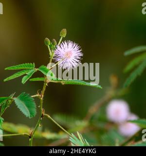 fiore di mimosa pudica pianta, anche conosciuta come assonnata o erba dormiente, sensibile, pianta timida, closeup di una piccola fioritura soffice di erbacce erbose prickly Foto Stock