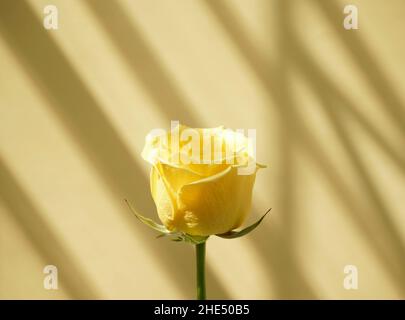 Naturale giallo rosa fiore botanico contro luce solare goccia ombra finestra e neutro pastello grigio, sfondo beige astratto. Fotografia organica. Foto Stock