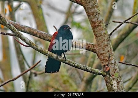 Il Couchal maggiore alias Centropus sinensis Foto Stock